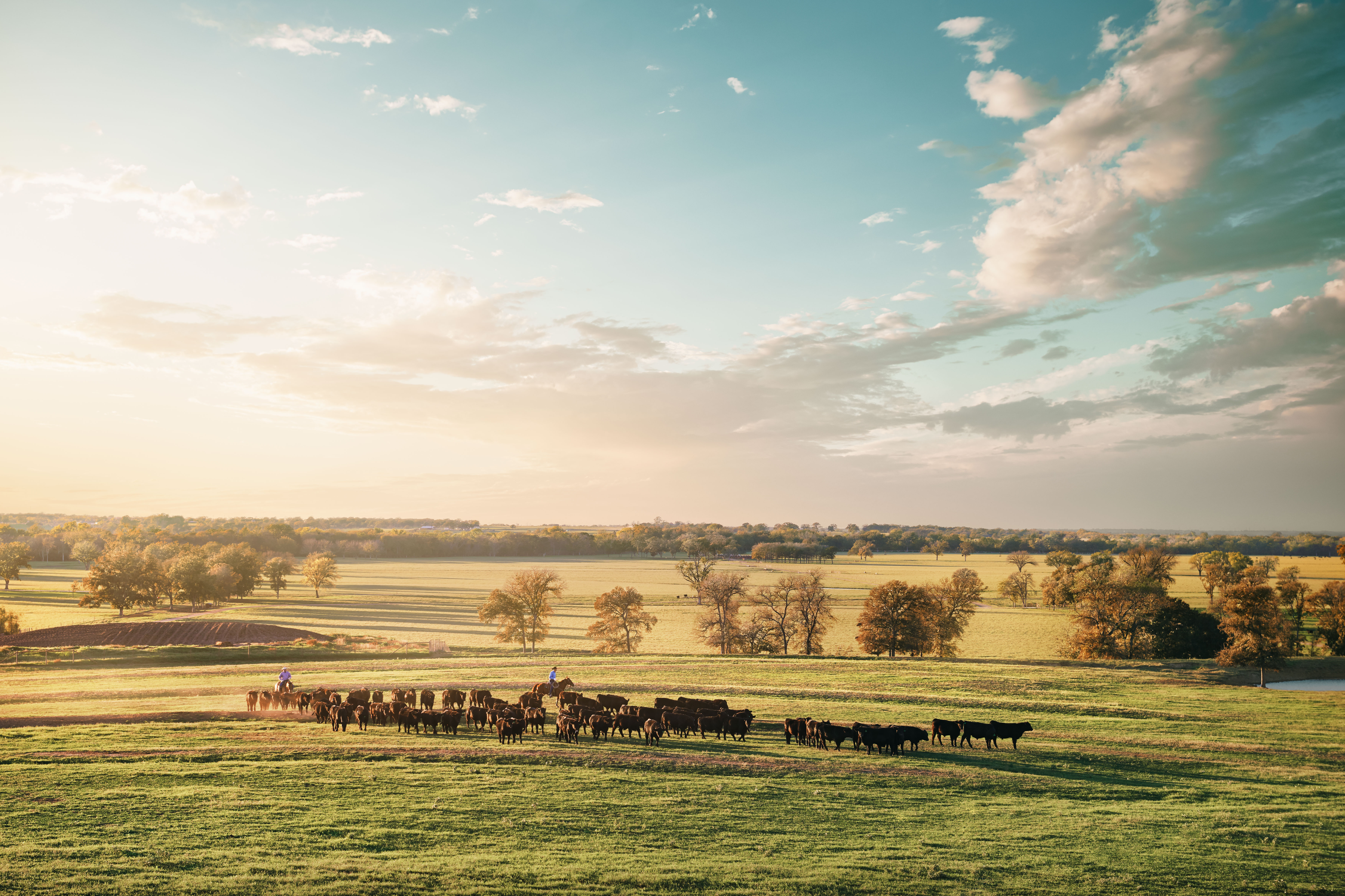 Open Texas field with cows