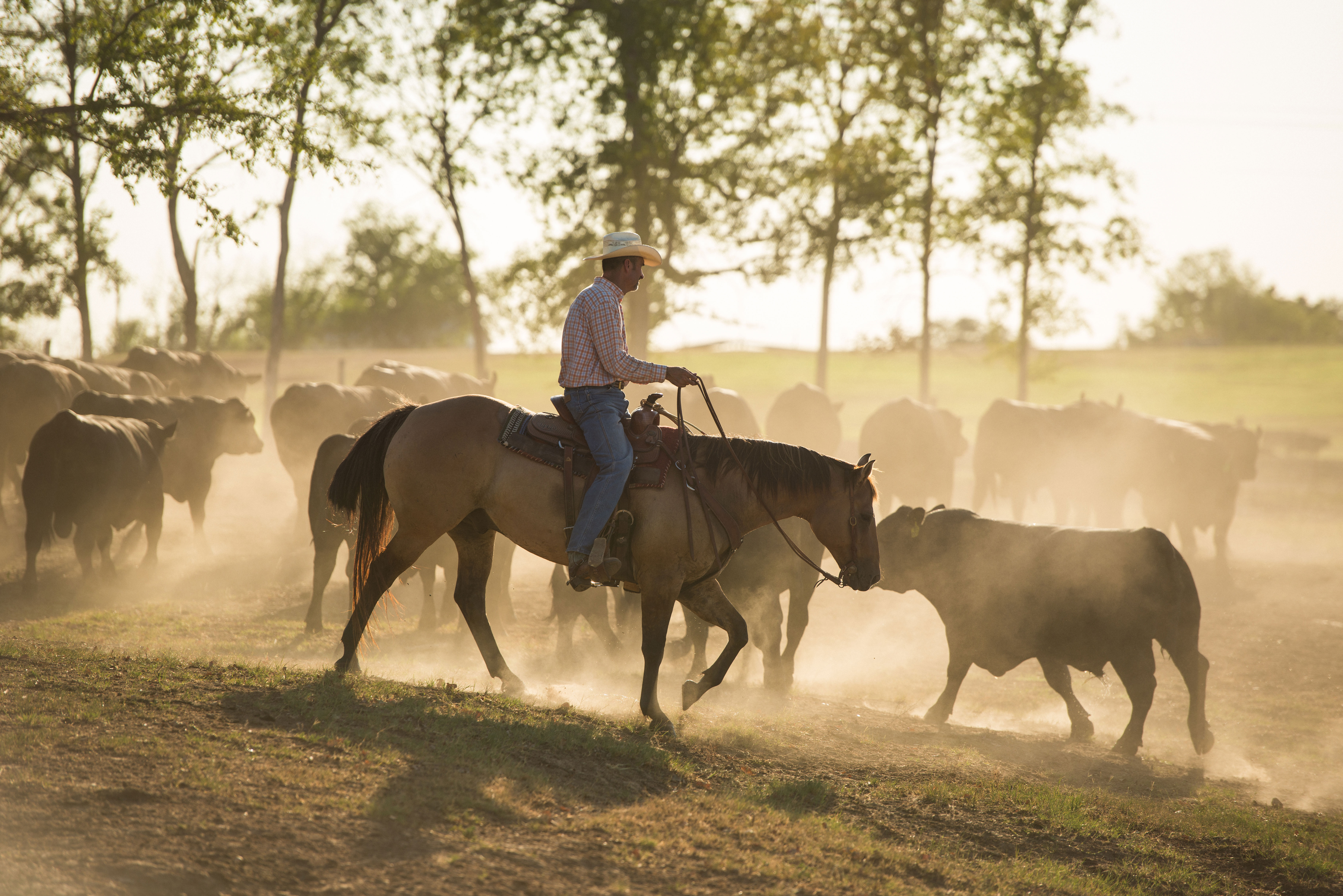 Texas rancher Bob McClaren herding cows