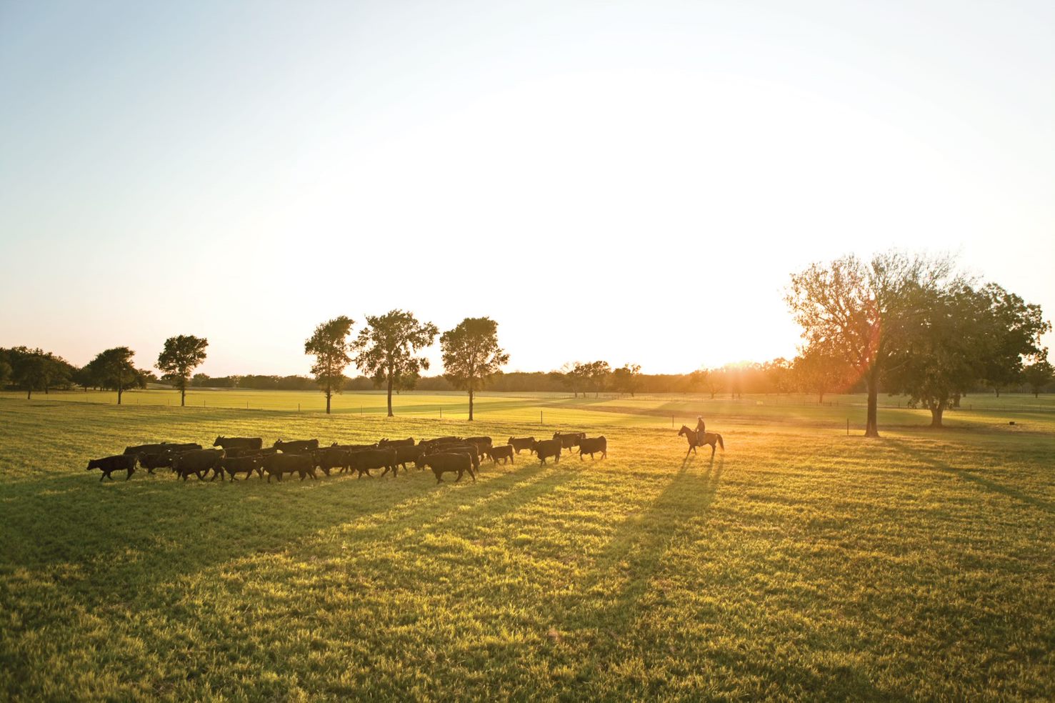 Open field with a herd of cows