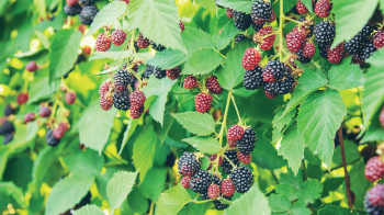 Fresh berries on the vine from one of Walmart's sourcing suppliers