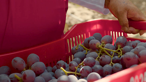 A close up of grapes in a red basket.