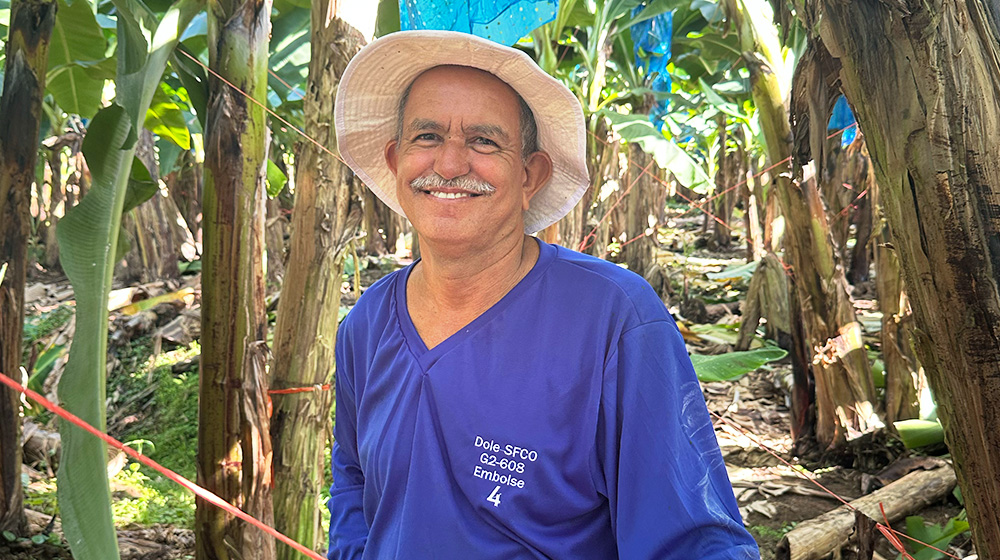 A person is seen standing in a lush banana plantation, wearing a blue shirt with visible text that reads 'Dole SFCO G2-608 Embolse 4'. The setting features tall banana plants and ropes, suggesting an agricultural environment. The individual is wearing a white hat, adding to the outdoor farming context.
