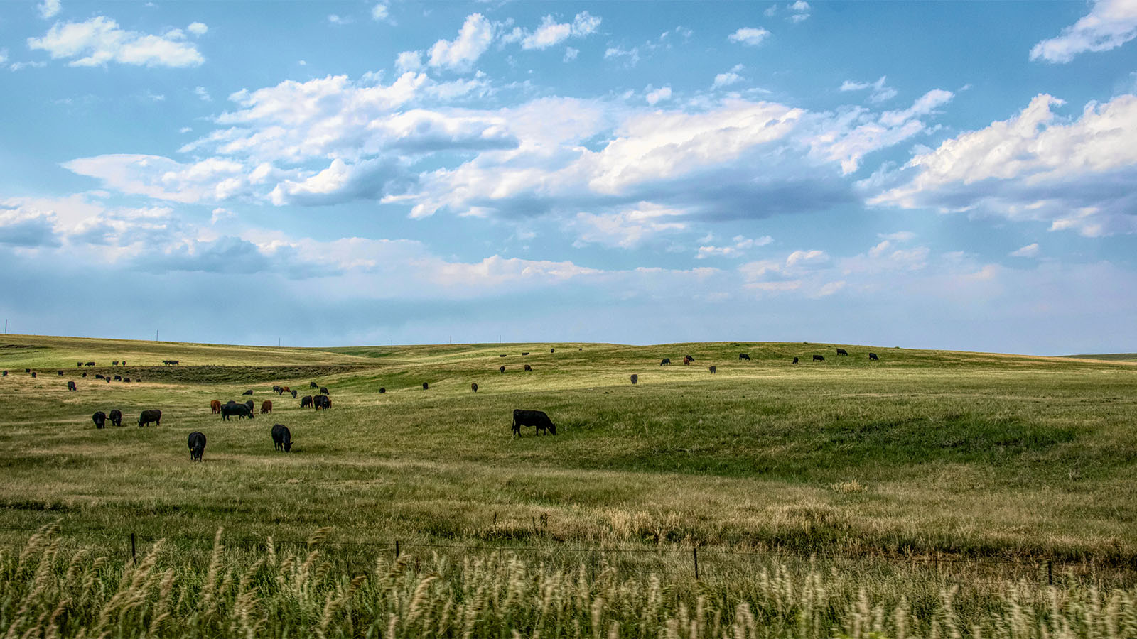 Pasture with cattle and open blue sky